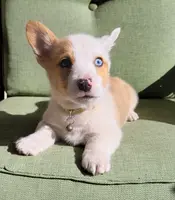 Cooper, a male Pembroke Welsh Corgi for sale in Birdsboro, PA – Photo 1 of 8