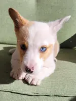 Cooper, a male Pembroke Welsh Corgi for sale in Birdsboro, PA – Photo 8 of 8