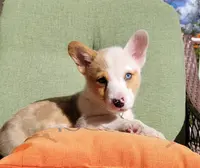 Cooper, a male Pembroke Welsh Corgi for sale in Birdsboro, PA – Photo 2 of 8