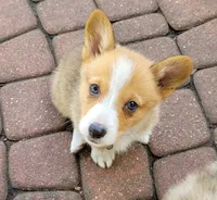 Honey Belle, a female Pembroke Welsh Corgi for sale in Birdsboro, PA – Photo 1 of 3