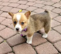 Honey Belle, a female Pembroke Welsh Corgi for sale in Birdsboro, PA – Photo 2 of 3