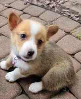 Honey Belle, a female Pembroke Welsh Corgi for sale in Birdsboro, PA – Photo 3 of 3