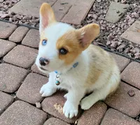 Hunter, a male Cardigan Welsh Corgi and Pembroke Welsh Corgi for sale in Birdsboro, PA – Photo 1 of 3