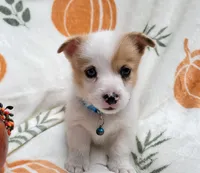 Hunter, a male Cardigan Welsh Corgi and Pembroke Welsh Corgi for sale in Birdsboro, PA – Photo 3 of 3