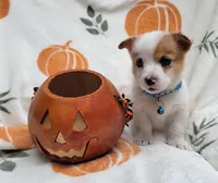 Hunter, a male Cardigan Welsh Corgi and Pembroke Welsh Corgi for sale in Birdsboro, PA – Photo 2 of 3