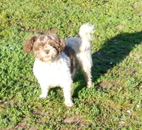 Betsy, a female Havanese for sale in Buchanan, TN – 3 of 3