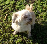 Chrissy, a female Havanese for sale in Buchanan, TN – 3 of 3