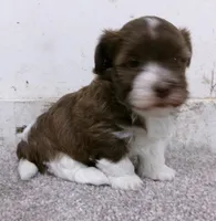 Sundae, a male Havanese for sale in Buchanan, TN – 1 of 5