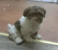 Cookie, a female Havanese for sale in West Concord, MN – 1 of 1