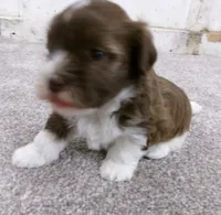 Sundae, a male Havanese for sale in Buchanan, TN – 3 of 5