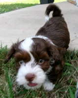 fudge, a male Havanese for sale in West Concord, MN – 3 of 3