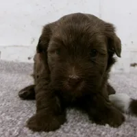 Fudge, a male Havanese for sale in Buchanan, TN – 4 of 4