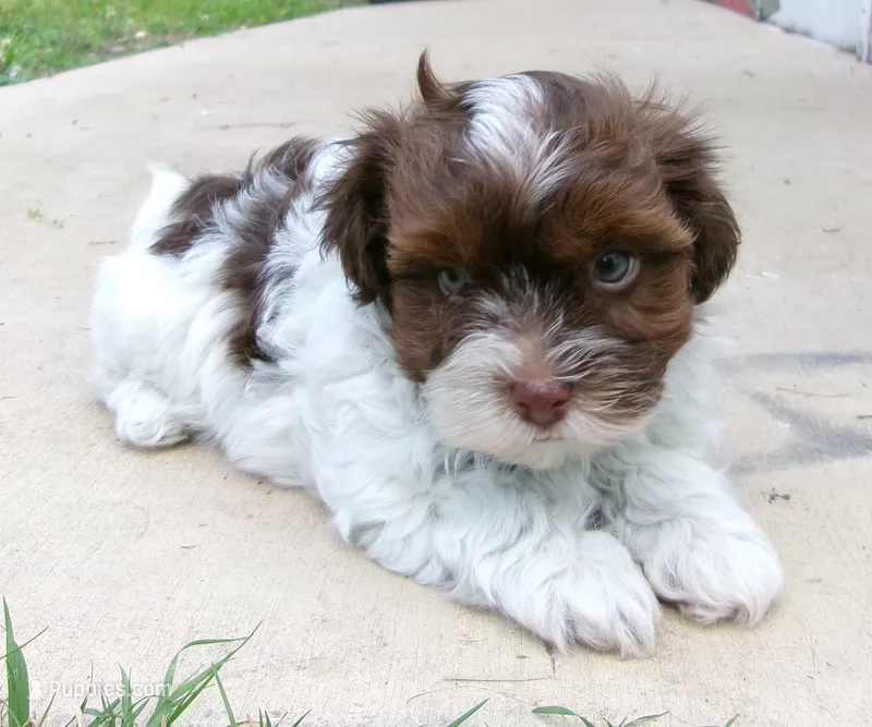 Sundae – Havanese puppy for sale in West Concord, MN