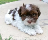 Sundae, a female Havanese for sale in West Concord, MN – 1 of 2