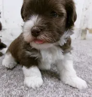 Sundae, a male Havanese for sale in Buchanan, TN – 5 of 5
