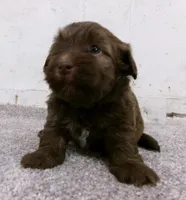 Fudge, a male Havanese for sale in Buchanan, TN – 3 of 4