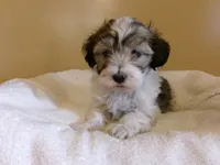 Pookey, a male Havanese for sale in Buchanan, TN – Photo 7 of 7