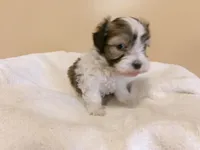 Pookey, a male Havanese for sale in Buchanan, TN – Photo 6 of 7