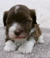Sundae, a male Havanese for sale in Buchanan, TN – 2 of 5