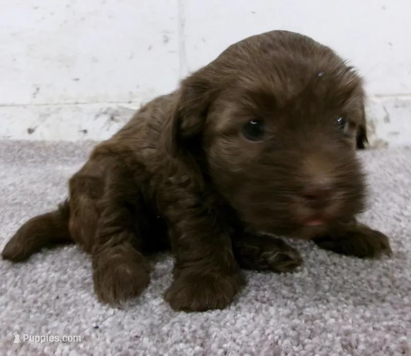 Fudge – Havanese puppy for sale in Buchanan, TN