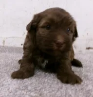 Fudge, a male Havanese for sale in Buchanan, TN – 2 of 4