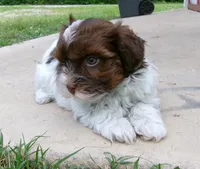 Sundae, a female Havanese for sale in West Concord, MN – 2 of 2