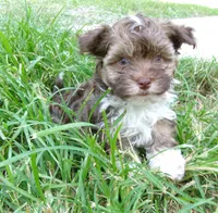 Dusty, a male Havanese for sale in West Concord, MN – 1 of 1