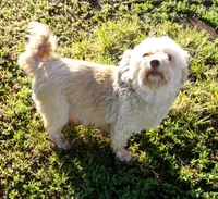 Chrissy, a female Havanese for sale in Buchanan, TN – 2 of 3