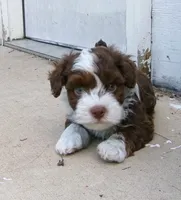 fudge, a male Havanese for sale in West Concord, MN – 2 of 3