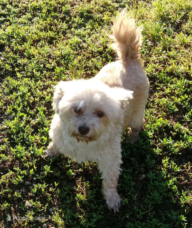 Chrissy – Havanese puppy for sale in Buchanan, TN