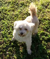 Chrissy, a female Havanese for sale in Buchanan, TN – 1 of 3