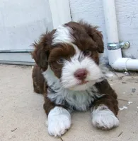 fudge, a male Havanese for sale in West Concord, MN – 1 of 3
