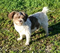 Betsy, a female Havanese for sale in Buchanan, TN – 2 of 3