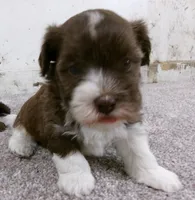 Sundae, a male Havanese for sale in Buchanan, TN – 4 of 5