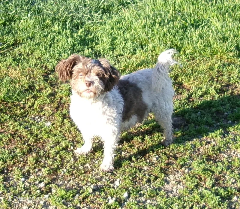 Betsy – Havanese puppy for sale in Buchanan, TN