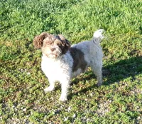 Betsy, a female Havanese for sale in Buchanan, TN – 1 of 3