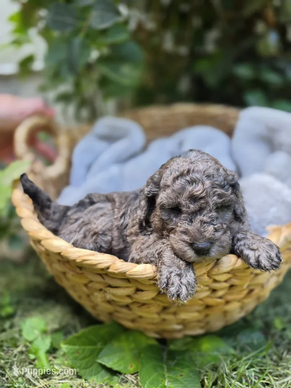 Aurora – Cockapoo puppy for sale in Camden, SC