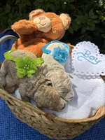 Russel, a male Poodle - Miniature  for sale in Camden, SC – Photo 2 of 3