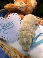 Russel, a male Poodle - Miniature  for sale in Camden, SC – Photo 1 of 3