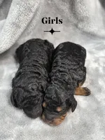 Belle, a female Cockapoo for sale in Camden, SC – 2 of 2