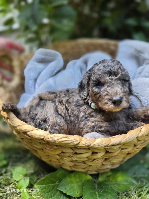 Jasmine – Cockapoo puppy for sale in Camden, SC