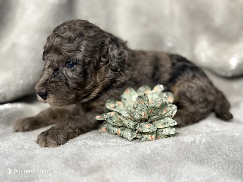 Ariel – Cockapoo puppy for sale in Camden, SC