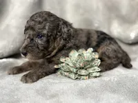 Ariel, a female Cockapoo for sale in Camden, SC – 2 of 4