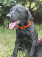 Sadie - Champion Bloodlines , a female Labrador Retriever for sale in Camden, SC – 1 of 6