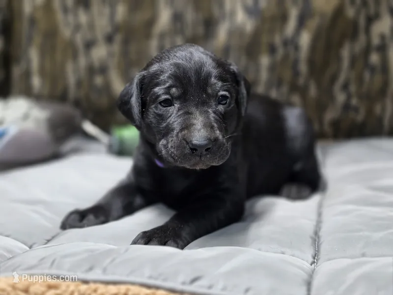 Teal – Labrador Retriever puppy for sale in Camden, SC