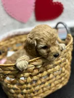 processed/eeb8d08c-e303-44c4-b354-6c48eade707f/listing/1fafa097-42ef-4be2-9854-e7d5b0b0985e/b3677265-098f-43a8-945a-3da88af49859