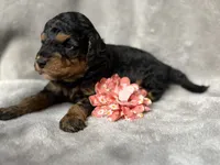Belle, a female Cockapoo for sale in Camden, SC – 2 of 3