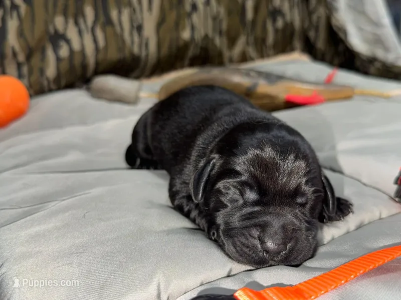 Diver – Labrador Retriever puppy for sale in Camden, SC