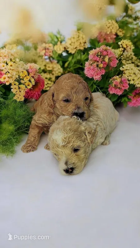 Rooster – Poodle - Miniature  puppy for sale in Camden, SC