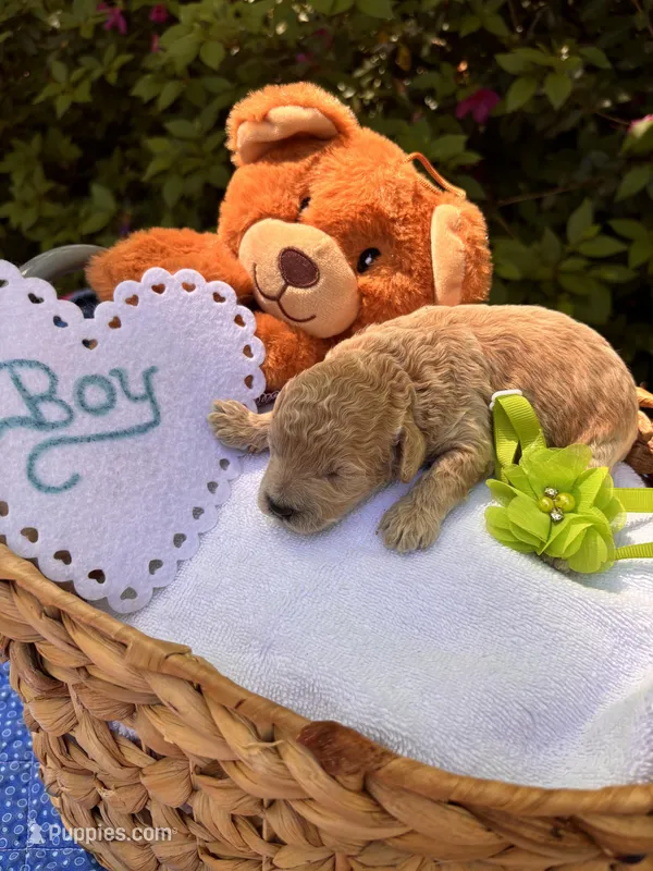 Rooster – Poodle - Miniature  puppy for sale in Camden, SC